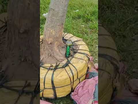 cây mai vàng bự khủng ,giá 60 triệu