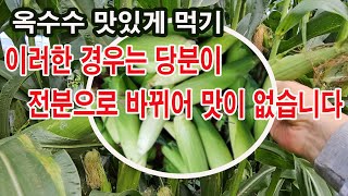 옥수수 맛있게 먹기, 이러한 경우는 당분이 전분으로 바뀌어 맛이 없습니다.(옥수 수확 적기, 하루 중 옥수수…