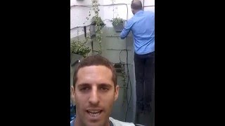 קיר ירוק בפטיו ביפו