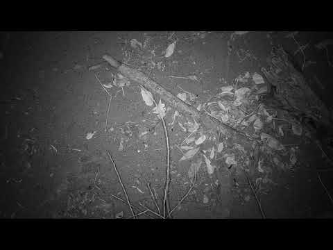 Djuma: Sights and sounds - 03:34 - 10/09/19