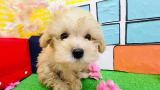 ハーフ犬の動画01