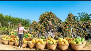 120 Days Climb Hight To Harvest Tons Of Sour Fruit Garcinia Cowa Go To Market Sell, Grow Eggplant