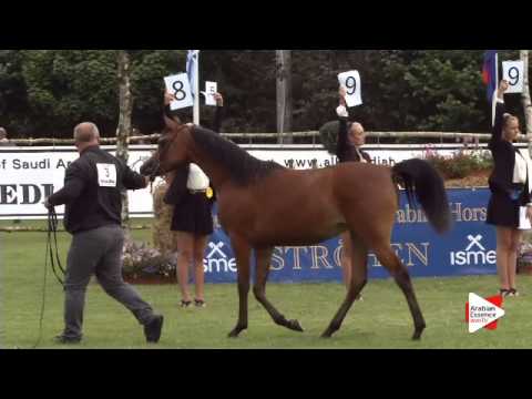 N.3 ELWITA - Ströhen 2015 C-Show - Yearling Fillies (Class 3)