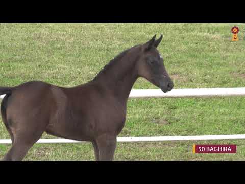 50 BAGHIRA - SF v. Bohemian - Quadrofino - Riedlinger Fohlenauktion 2020