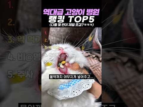 역대급 고양이 병원 랭킹 TOP5