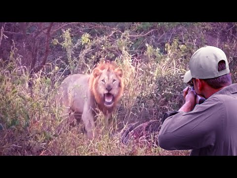 The strongest confrontations and chases between the hunter and the lions (Kings of the Jungle)