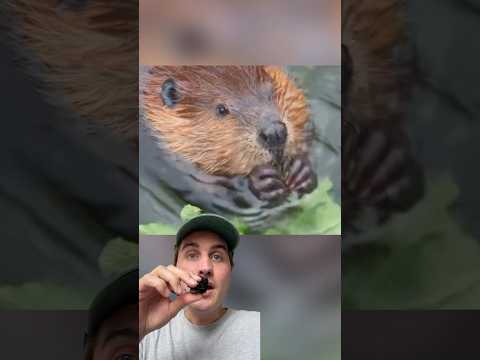 Natürlicher Hochwasserschutz STATT teurer Technik. #viral #wissen #fakten #tiere #umwelt