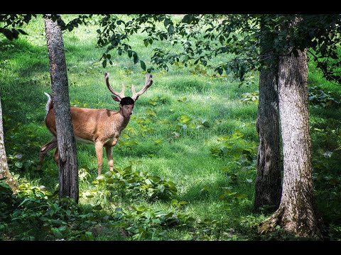 Welcome to Tempest Grove (Larp Vlog!)