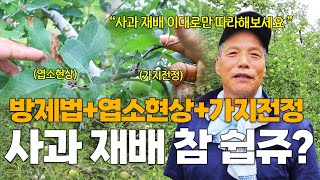 사과 재배 방제법+엽소현상+가지전정 빠짐 없이 다 알려드립니다-!