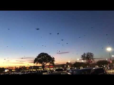 Grackles in Austin