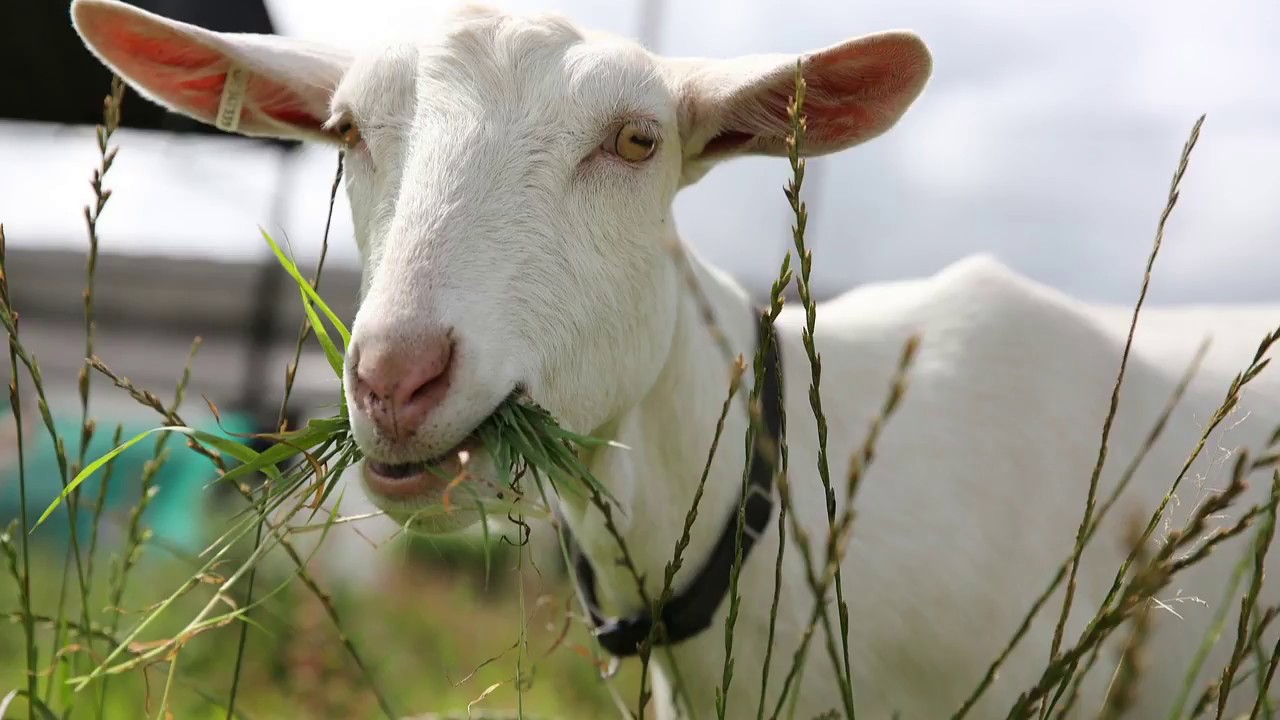 【オリジナル曲】私の気持ち【MusicVideo】