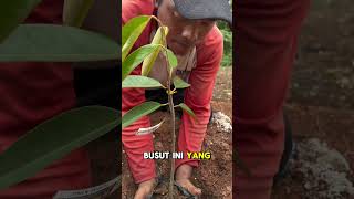 Download lagu Durian planting method according to aa kadu #aakadu #fruit #agriculture mp3