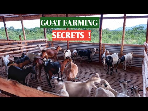 , title : 'How To SUCCEED In GOAT FARMING! 2021( DEATILED)'