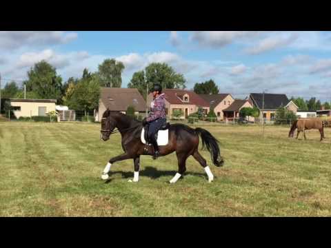 FOR SALE - Fidertanz x Daddy Cool - 5yo