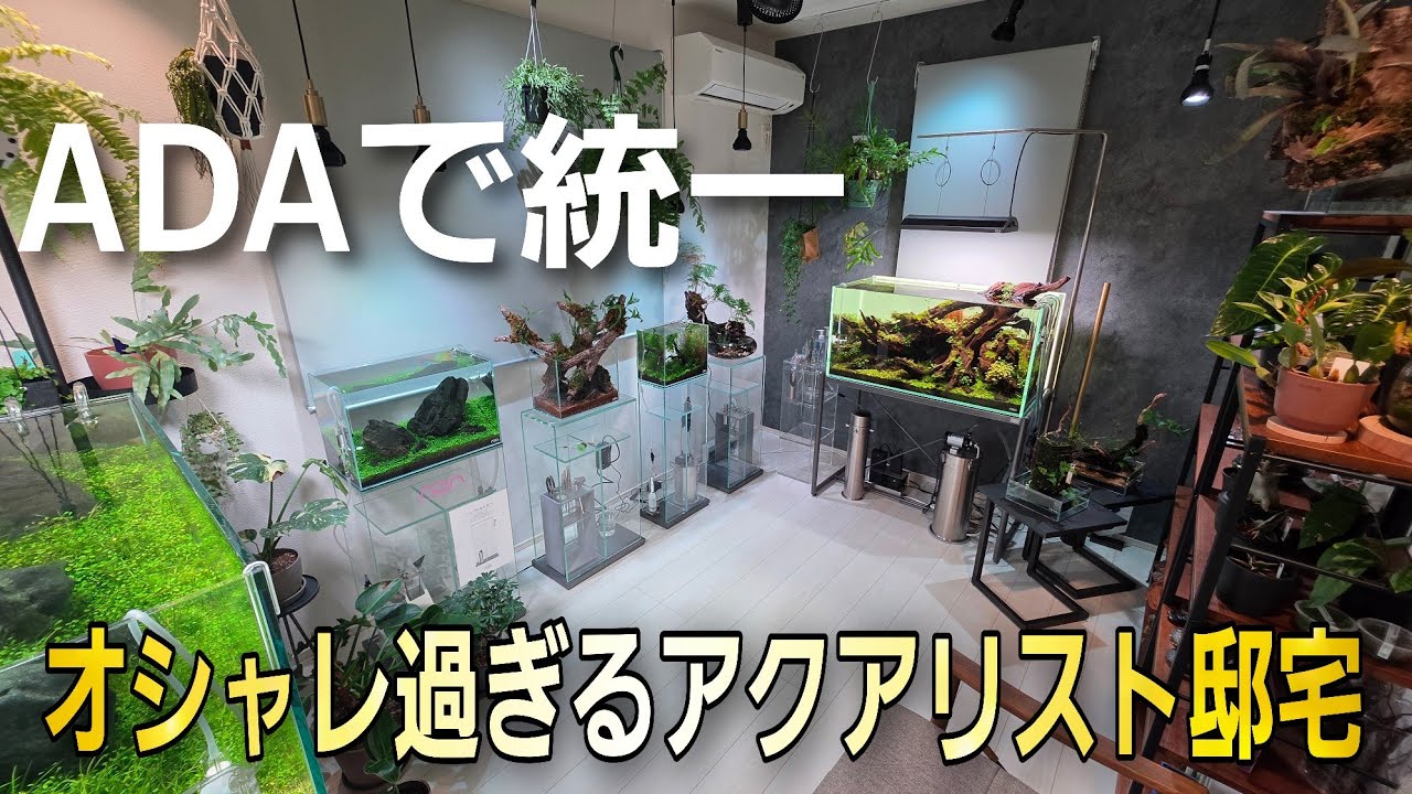 【衝撃映像】全てADAで統一された美しすぎるアクアリスト邸宅に潜入‼　衝撃の裏メインも⁉　ルームツアー　aquarium　アクアリウム　熱帯魚　水槽　水草　流木　テラリウム　ビカクシダ
