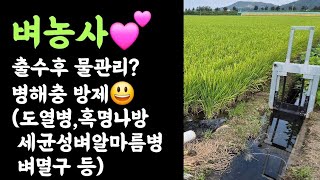 벼농사???? 출수후 물관리????? 병해충 방제(도열병, 혹명나방, 세균성벼알마름병, 벼멸구 등)