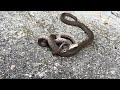 Attempted At Cannibalism By An Adult Smooth Snake Coronella Austriaca In Switzerland