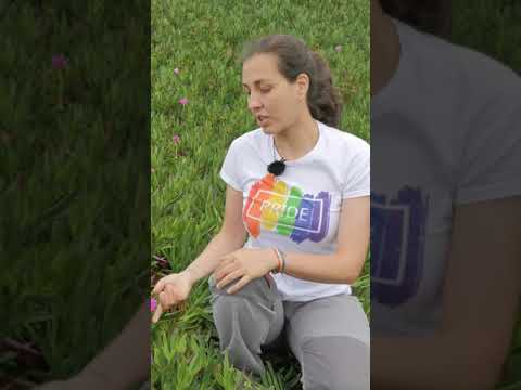 Vídeo: Herba do coitelo