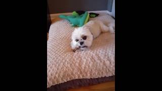 Oscar is focused on nomming Best Bully Sticks