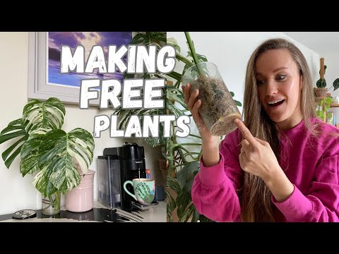 Propagating Albo Monsteras | Risking it with Moss