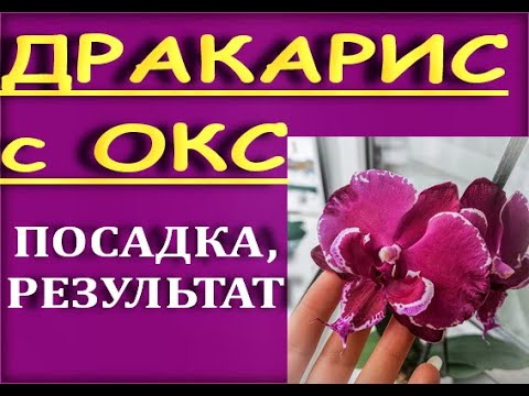 ОРХИДЕЯ пришла с ОТКРЫТЫМИ корнями:ПОСАДКА,результат.Phalaenopsis 'Dracarys' (фаленопсис "Дракарис")