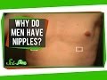 Why Do Men Have Nipples?