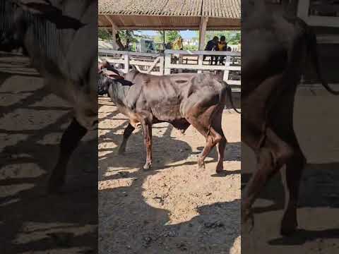 Gado à venda em Bezerros-PE