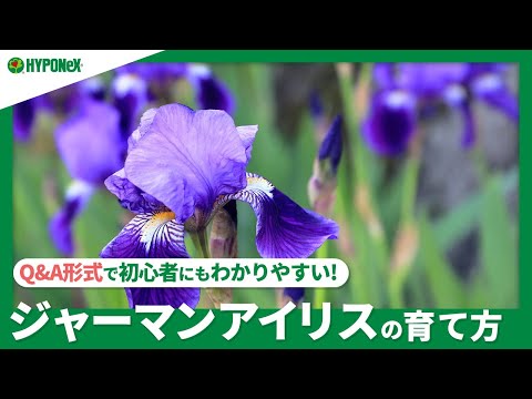 園芸 アイリスを分割するにはどうすればよいですか?