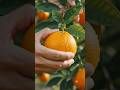 The Amazing Journey of California Oranges 🍊