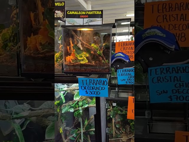 Vídeo relacionado con QUOZUO Reptiles Lagartija Decoración del hábitat, Plantas Reptiles terrario vides trepadoras Hojas, camaleón terrario decoración