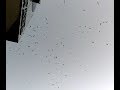 That S A Lot Of Seagulls