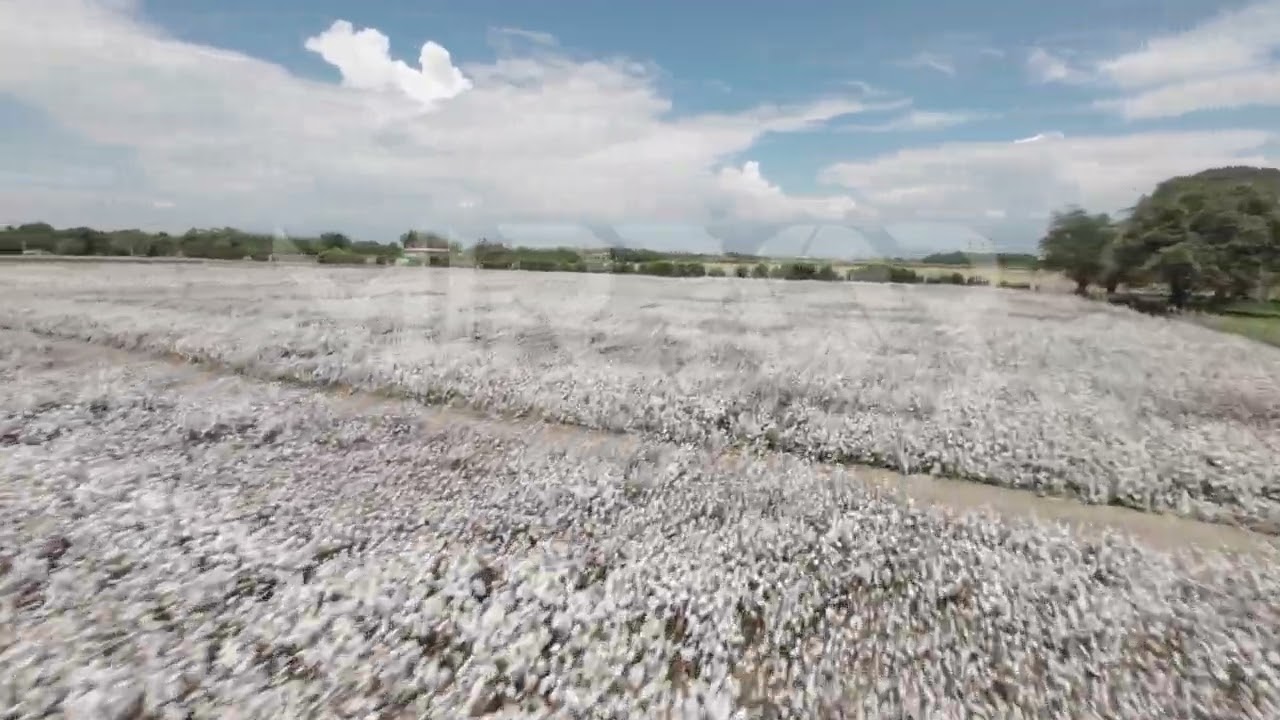Cultivo de algodón en el Valle – FPV – P2