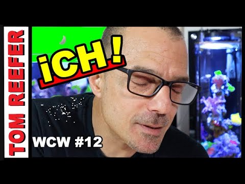 HOW TO TREAT ich In Your Reef Tank  -  AND MORE...