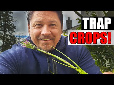 How To Grow Strawberries From Runners Tips and Tricks 2019