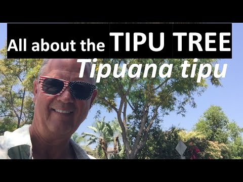 All about the Tipu Tree - Tipuana tipu