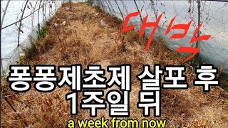 퐁퐁제초제 살포효과 후기 A Review of Dishwasher Herbicide Spray.
