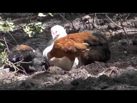 23431 rizne agriculture BR Schweine im Hutewald׃ Glückliche Tiere unter Bäumen ¦ Unser Land ¦ BR Fer