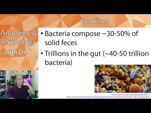 PHYL 142 | Digestive | 2022 04 13 Large Intestine & Feces