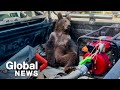 Bear Cub High On Mad Honey Found Disoriented In Northern Turkey