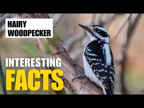 Exploring the Fascinating World of Hairy Woodpecker | Interesting Facts | The Beast World
