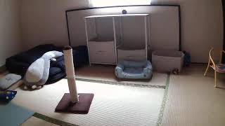 フミくん定点カメラ