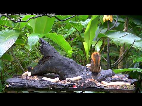 Orange-billed Sparrow Makes Split-Second Visit To Panama Feeders – Aug. 14, 2018