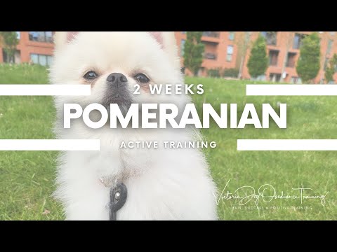 Victoria Dog Obedience Training video.