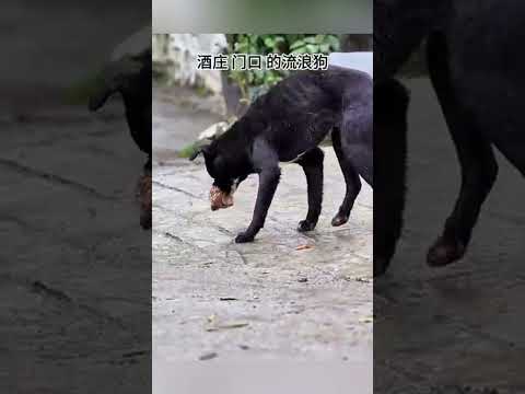 🥰🐕 La Leçon de Compassion de Ce Chien Va Vous Émouvoir#shorts