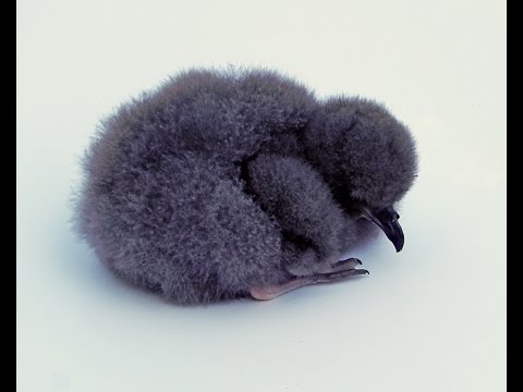 Recovery of the Endangered Cahow