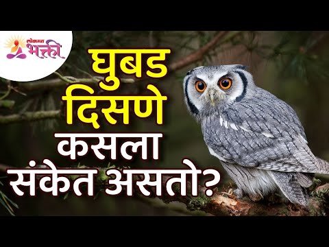 घुबड पक्षी आपल्याला दिसला तर काय करावे? What to do if you see an owl? Facts about Owl Bird | Ghubad