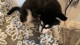 Miniature Siberian Husky Puppies Videos