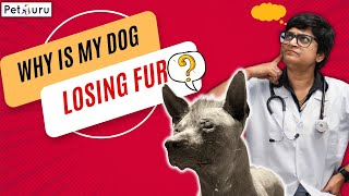 DOCTOR Explains! why is my DOG losing FUR? SOLUTIONS !!!