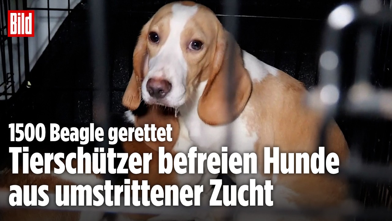 Wie aus 101 Dalmatiner: 1500 Beagle von aus Zucht-Anlage in den USA gerettet