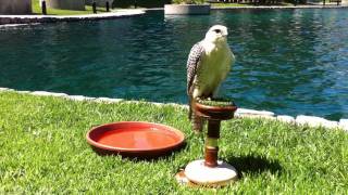 Falcons (and a Harris&#39;s hawk) at the Water Garden